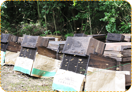 働きバチが花蜜を集める