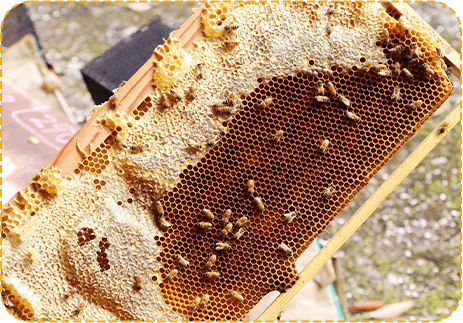 運んだ蜜を成熟させる